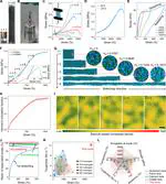 A skin-mimicking multifunctional hydrogel via hierarchical, reversible noncovalent interactions
