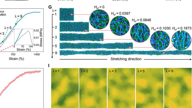 A skin-mimicking multifunctional hydrogel via hierarchical, reversible noncovalent interactions