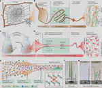Biomimetic spinning of soft functional fibres via spontaneous phase separation