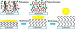 Effect of the Self-Assembled Structures of Hydrated Polyzwitterionic and Polyanionic Brushes on Their Self-Cleaning Capabilities