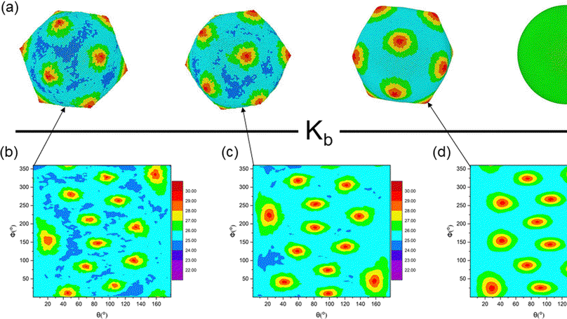 Exploring the interplay of liquid crystal orientation and spherical elastic shell deformation in spatial confinement