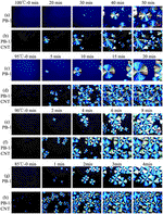 Influence of lamellar thickness on the transformation of isotactic polybutylene-1/carbon nanotube nanocomposites