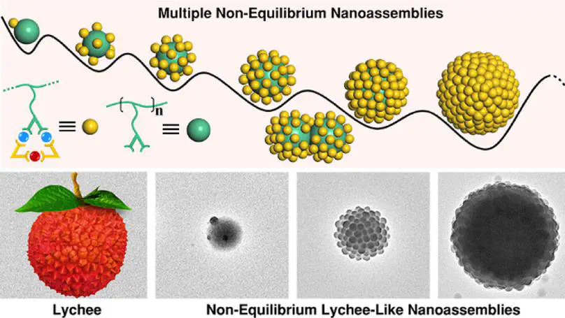 Non-equilibrium Nanoassemblies Constructed by Confined Coordination on a Polymer Chain