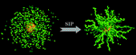 Polymer-grafted nanoparticles prepared by surface-initiated  polymerization:the characterization of polymer chain conformation,  grafting density and polydispersity correlated to the grafting surface  curvature