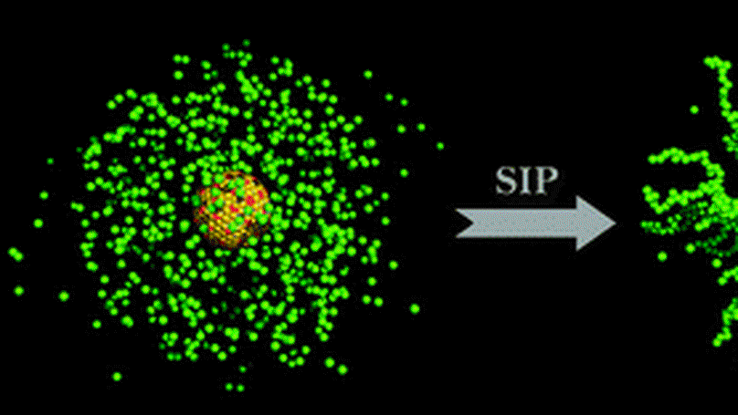 Polymer-grafted nanoparticles prepared by surface-initiated  polymerization:the characterization of polymer chain conformation,  grafting density and polydispersity correlated to the grafting surface  curvature