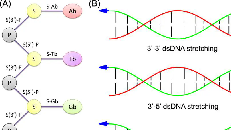 The mechanism of the emergence of distinct overstretched DNA states