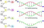 The mechanism of the emergence of distinct overstretched DNA states