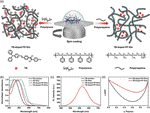 Visualization of Macrophase Separation and Transformation in Immiscible Polymer Blends